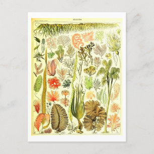 Vintage Algen Botanische Illustration Postkarte