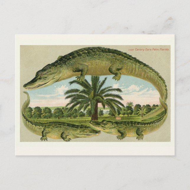 Vintage Alligator-Postkarte Postkarte (Vorderseite)
