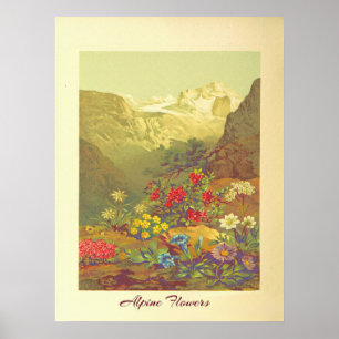 Vintage Alp Blume Poster
