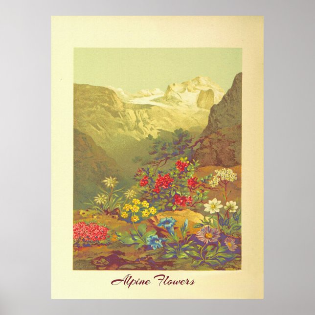 Vintage Alp Blume Poster (Vorne)