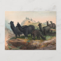 Vintage-Alpacas 1861 Buchillustration Postkarte