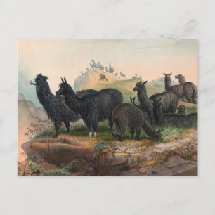 Vintage-Alpacas 1861 Buchillustration Postkarte