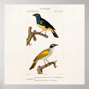 Vintage alte 1800s Oriole färben Poster