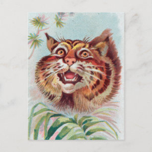 Vintage American Wild Cat Postcard Postkarte