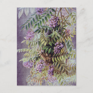 Vintage amerikanische Wisteria Purple Blumen Postkarte