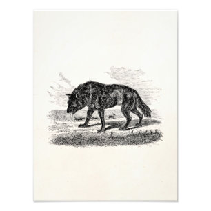 Vintage Amerikanischer Wolf 1800er Wölfe Illustrat Fotodruck