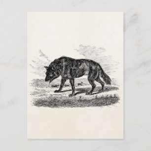 Vintage Amerikanischer Wolf 1800er Wölfe Illustrat Postkarte