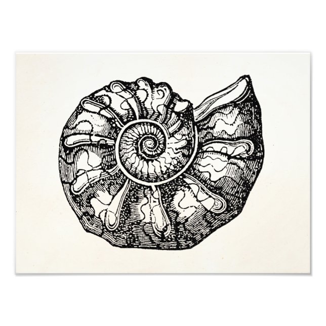 Vintage Ammonit Meeresmuschel Fossil Muschel Vorla Fotodruck (Vorne)