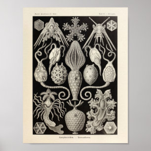 Vintage Amphoridea Ernst Haeckel Kunstdruck Poster
