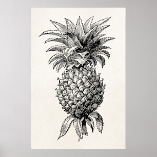 Vintage Ananas-Illustration Ananas aus dem 18. Jah Poster