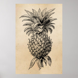 Vintage Ananas-Illustration Ananas aus dem 18. Jah Poster