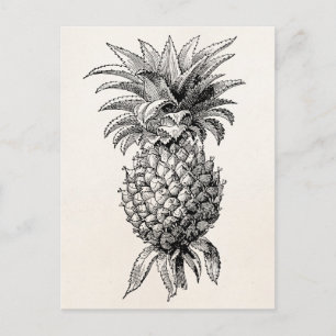 Vintage-Ananas-Illustration aus dem 19. Jahrhunder Postkarte