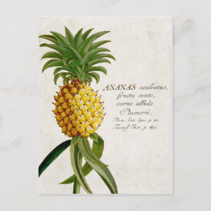 Vintage Ananas Postkarte