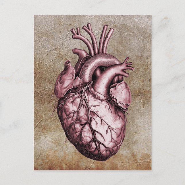Vintage anatomical illustration of the human heart postkarte (Vorderseite)
