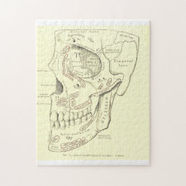 Vintage Anatomie Anterolateral Region des Schädels Puzzle