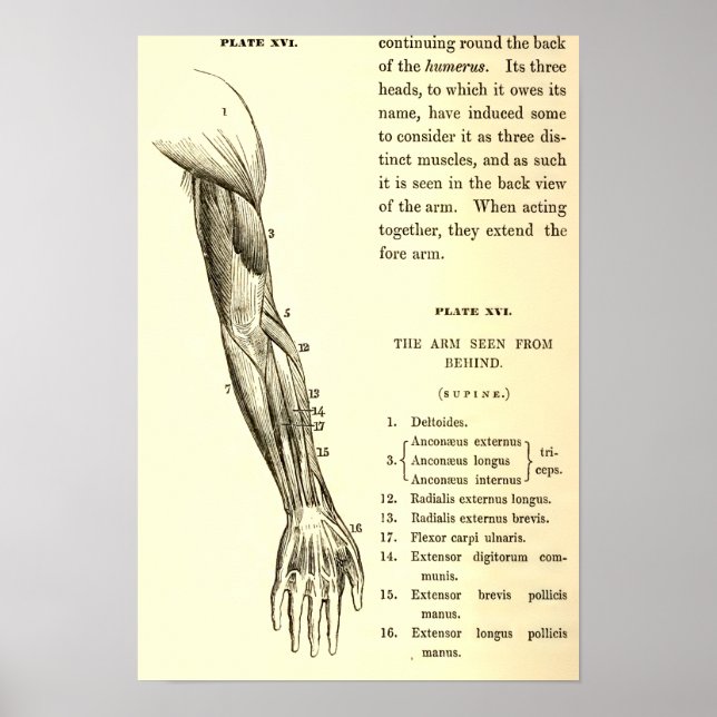 Vintage Anatomie | Armmuskeln (um 1852) Poster (Vorne)