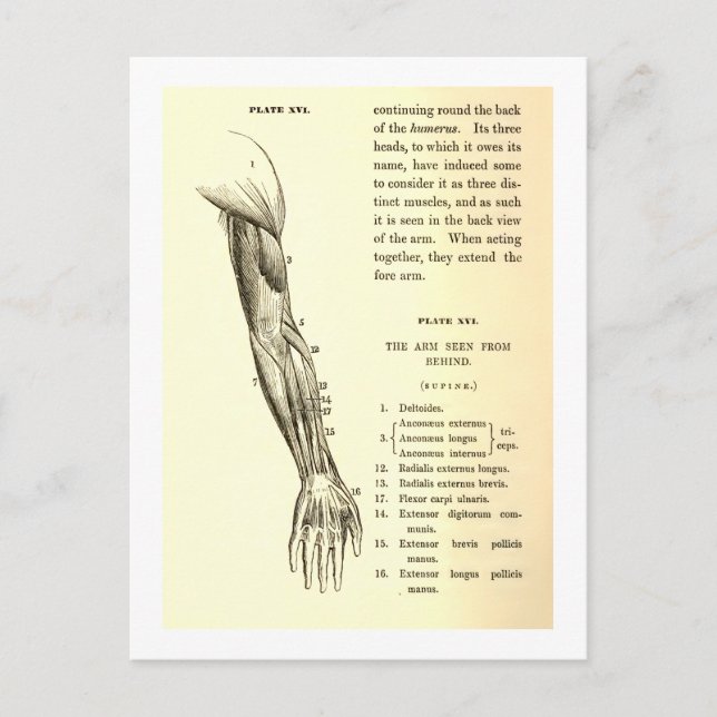 Vintage Anatomie | Armmuskeln (um 1852) Postkarte (Vorderseite)