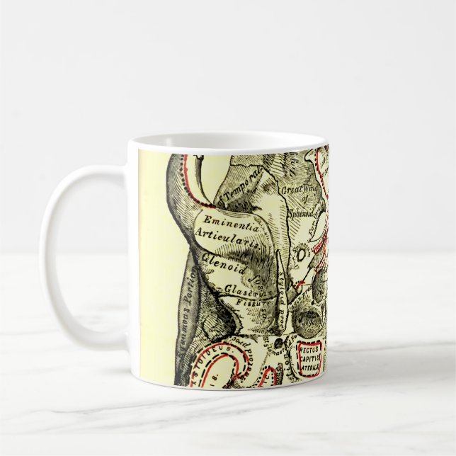 Vintage Anatomie-Basis des Schädel External Tasse (Links)