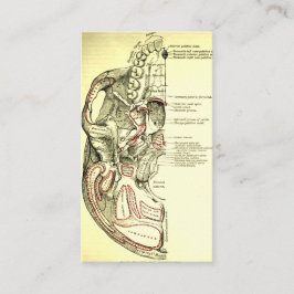 Vintage Anatomie-Basis des Schädel External Visitenkarte