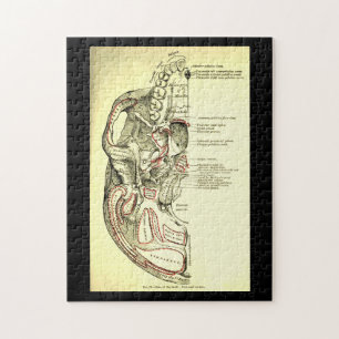 Vintage Anatomie Basis des Schädels extern Puzzle