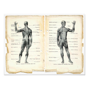 Vintage Anatomie-Buchseiten Fotodruck