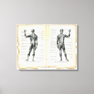 Vintage Anatomie-Buchseiten Leinwanddruck