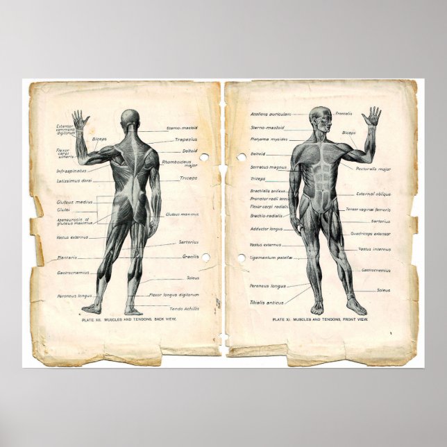 Vintage Anatomie-Buchseiten Poster (Vorne)