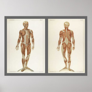 Vintage Anatomie-Buchseiten Poster
