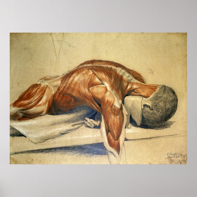 Vintage Anatomie Charles Landseer Poster (Vorne)