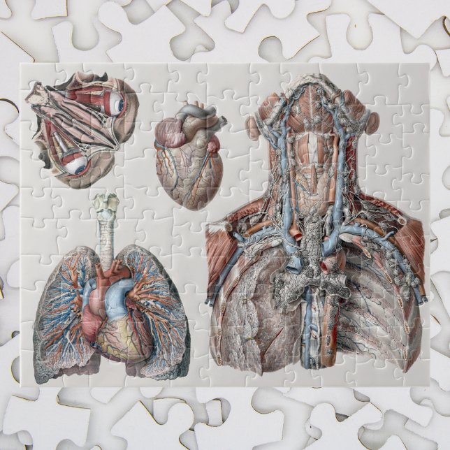 Vintage Anatomie der Brust, Organe, Augen Puzzle (Von Creator hochgeladen)