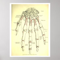 Vintage Anatomie der Hand