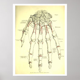 Vintage Anatomie der Hand Poster