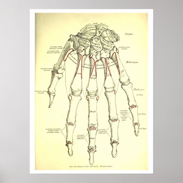 Vintage Anatomie der Hand Poster (Vorne)