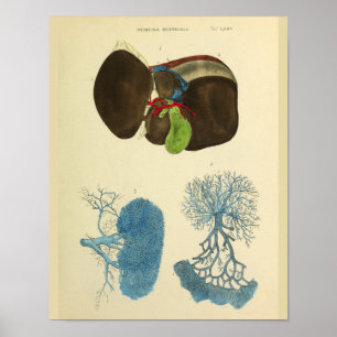 Vintage Anatomie der Leber Poster