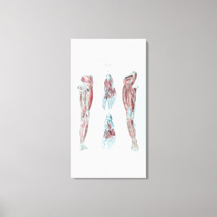 Vintage Anatomie der menschlichen Beine und der Leinwanddruck