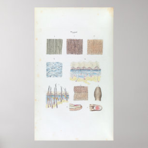 Vintage Anatomie der menschlichen Haarhaut und der Poster