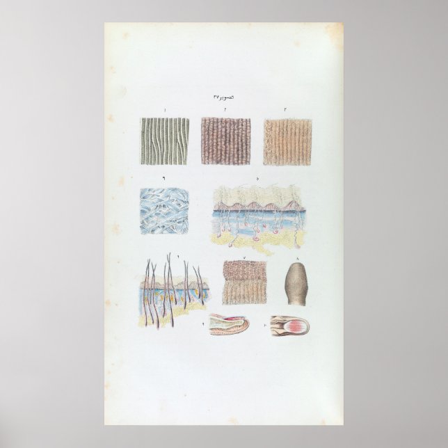 Vintage Anatomie der menschlichen Haarhaut und der Poster (Vorne)