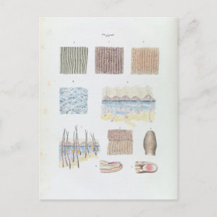 Vintage Anatomie der menschlichen Haarhaut und der Postkarte