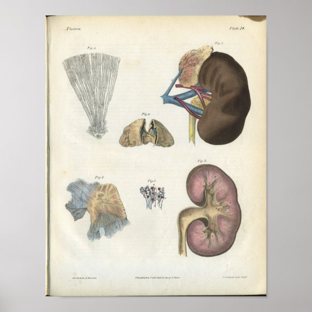 Vintage Anatomie der Niere Poster (Vorne)