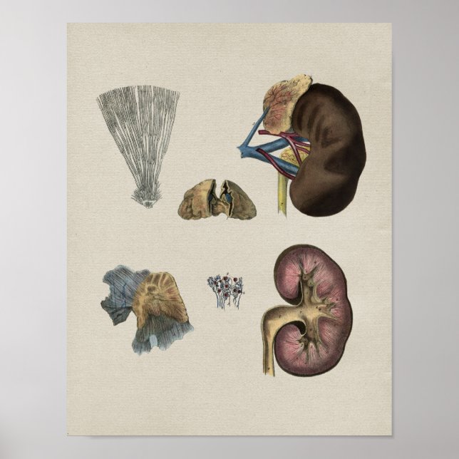Vintage Anatomie der Niere Poster (Vorne)