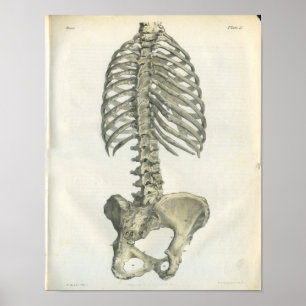 Vintage Anatomie der Spine Poster
