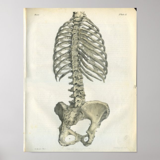 Vintage Anatomie der Spine Poster (Vorne)