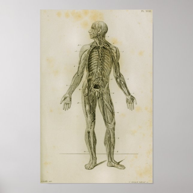 Vintage Anatomie des Lymphsystems Poster (Vorne)