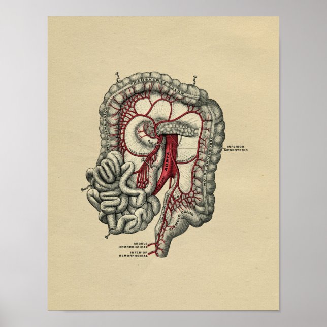 Vintage Anatomie des Menschen 1902 Poster (Vorne)