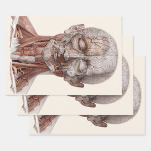 Vintage Anatomie des Menschen, Kopf-Throat-Nase Geschenkpapier Set