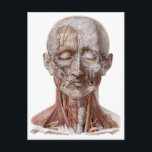 Vintage Anatomie des Menschen, Kopf-Throat-Nase Postkarte<br><div class="desc">Vintage Veranschaulichung der menschlichen Gesundheit und Anatomie zeichnend mit Kopf und Gesicht mit Blutgefäßen,  Venen,  Bänder,  Sehnen und Muskeln. Frontalansicht der Muskelstruktur von Nacken,  Kopf und Gesicht. Großartiges Design für Wissenschafts- und Biologiefreaks.</div>
