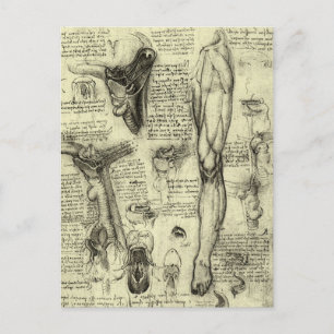 Vintage Anatomie des Menschen Larynx Leg Leonardo  Postkarte