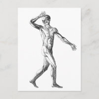 Vintage Anatomie des Menschen, Muskelmuskeln