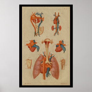 Vintage Anatomie des Menschen Poster