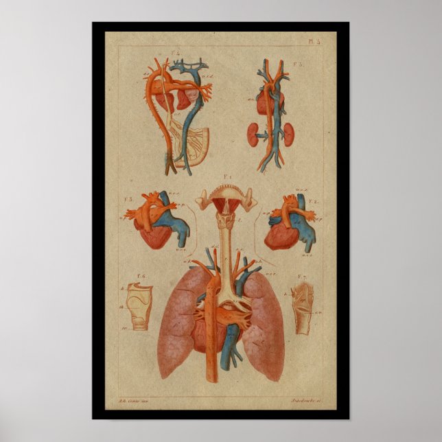 Vintage Anatomie des Menschen Poster (Vorne)